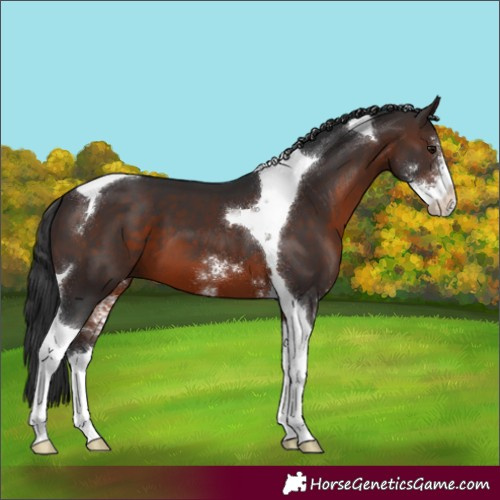 Horse Color:Brown Sabino Tobiano 