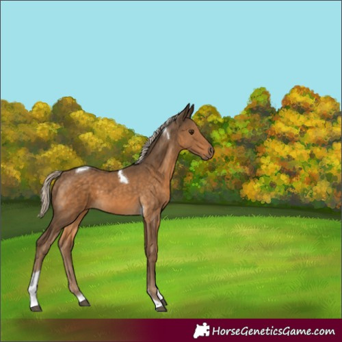 Horse Color:Chocolate Palomino Tobiano