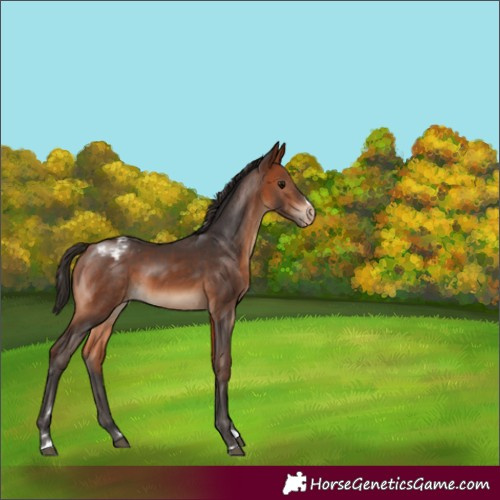 Horse Color:Bay Snowcap 