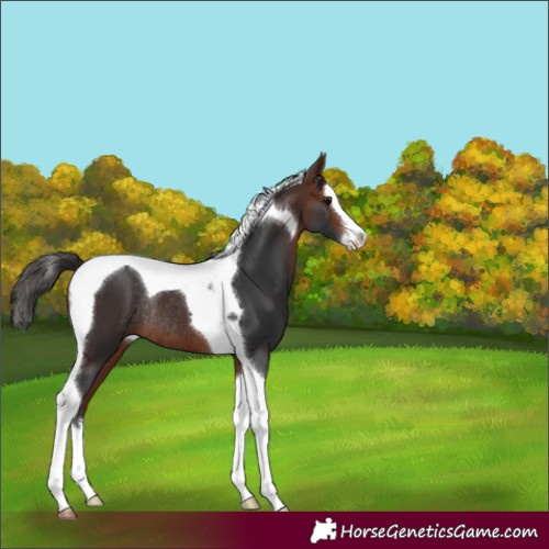 Horse Color:Bay Splash Tobiano Rabicano 