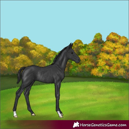 Horse Color:Black Rabicano