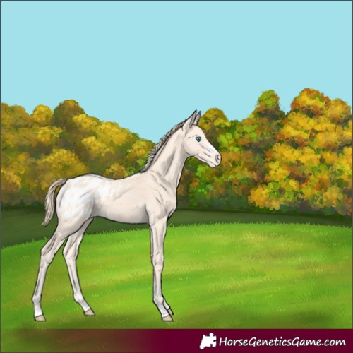 Horse Color:Perlino Appaloosa 