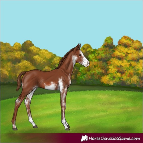 Horse Color:Chestnut Sabino Rabicano 