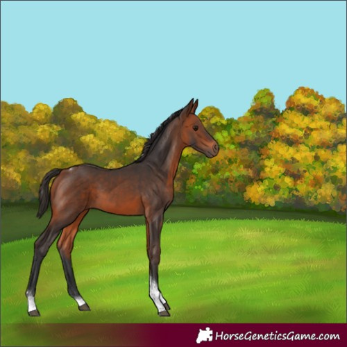 Horse Color:Bay Tobiano Rabicano