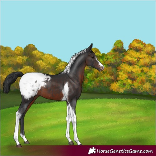 Horse Color:Brown Tobiano Appaloosa