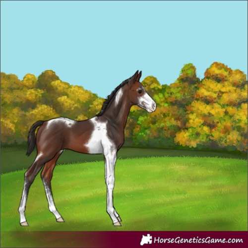 Horse Color:Brown Sabino Tobiano 