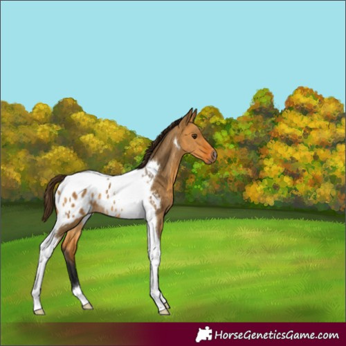 Horse Color:Gray Buckskin Dun Tobiano Appaloosa Rabicano