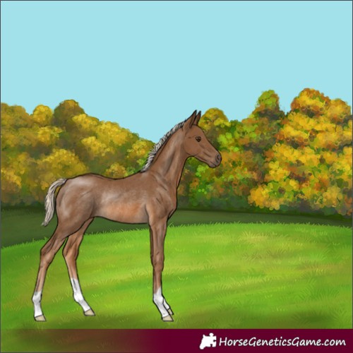 Horse Color:Chocolate Palomino Rabicano