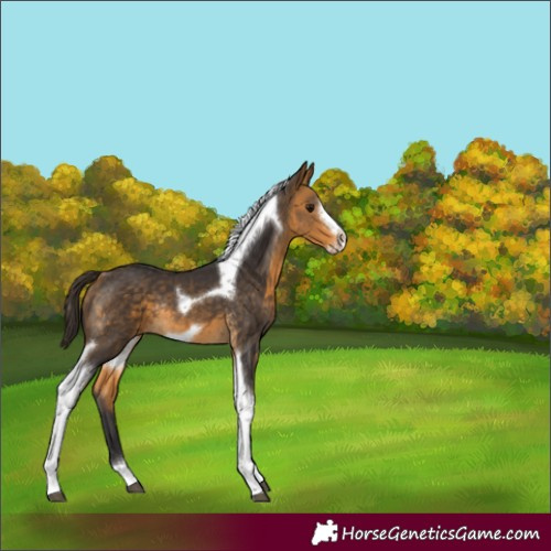 Horse Color:Buckskin Tobiano Frame Rabicano 