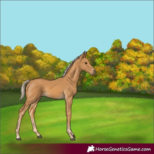 Horse Color:Palomino Rabicano 