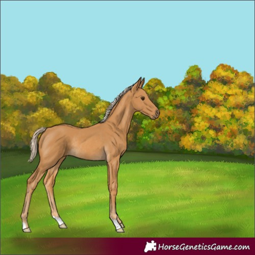 Horse Color:Palomino Rabicano 