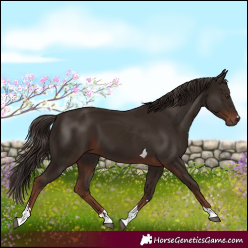 Horse Color:Liver Chestnut Tobiano 