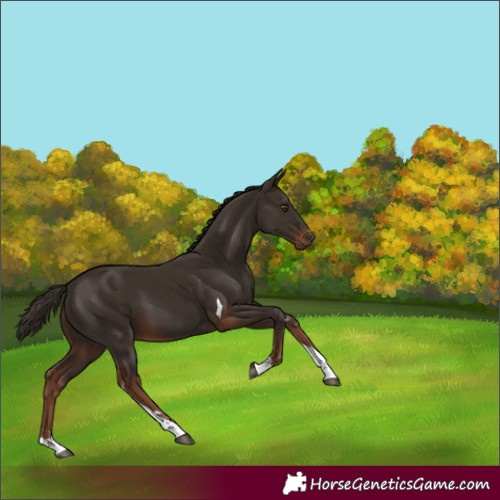 Horse Color:Liver Chestnut Tobiano 