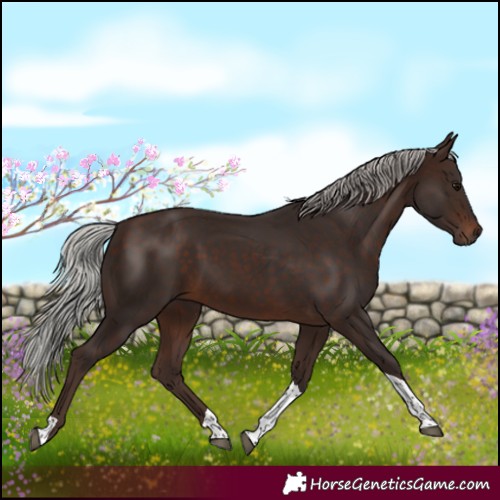 Horse Color:Silver Brown Tobiano Rabicano 