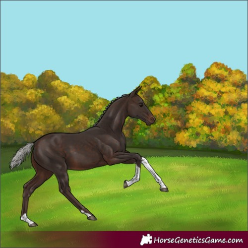 Horse Color:Silver Brown Tobiano Rabicano 