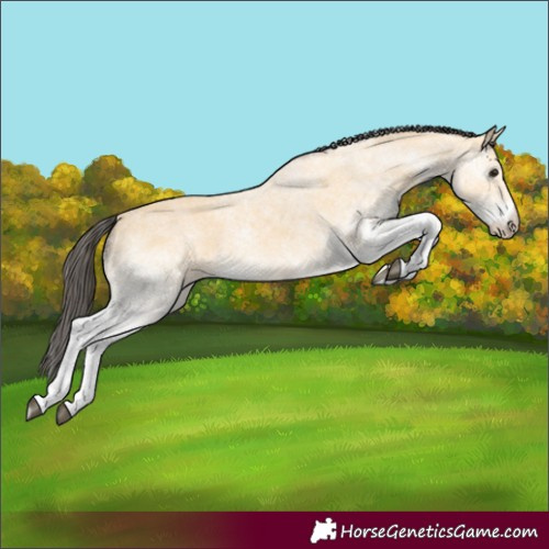 Horse Color:White Spotted Buckskin 