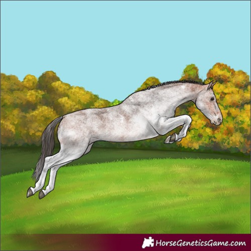 Horse Color:White Spotted Bay