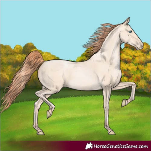 Horse Color:Amber Cream Champagne Pearl Rabicano 