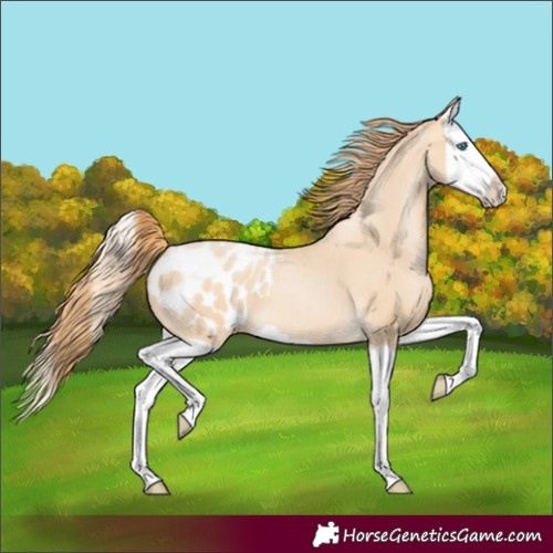 Horse Color:Buckskin Pearl Splash Blanket