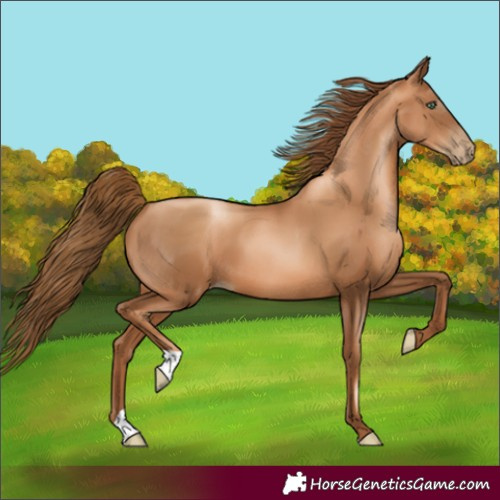 Horse Color:Unknown 