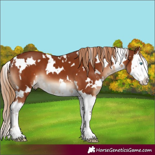 Horse Color:White Spotted Chestnut Splash