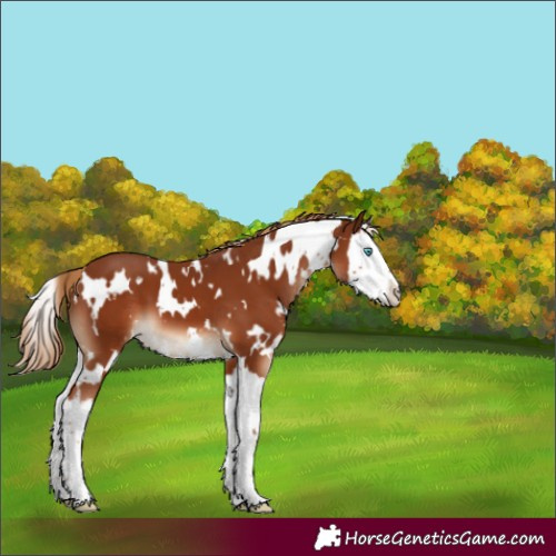 Horse Color:White Spotted Chestnut Splash