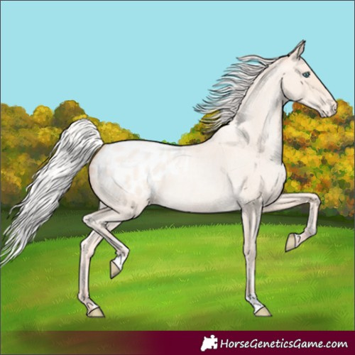 Horse Color:Unknown 