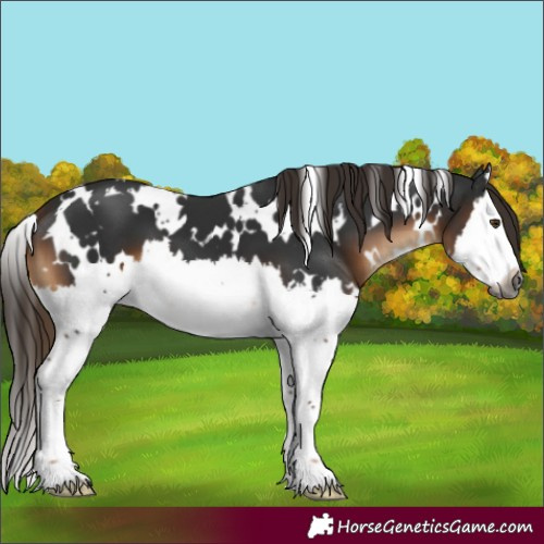 Horse Color:Gray White Spotted Liver Chestnut Splash 