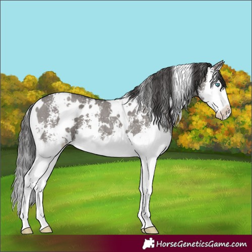 Horse Color:White Spotted Smoky Grullo Sabino Splash 