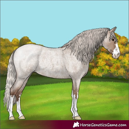 Horse Color:Silver Grullo Roan 