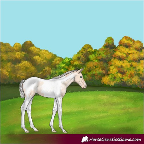 Horse Color:Silver Sable Champagne Pearl Dun Tobiano Appaloosa 