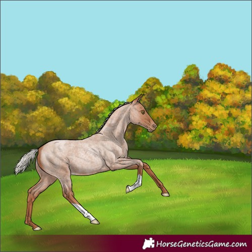 Horse Color:Silver Brown Roan Pearl 