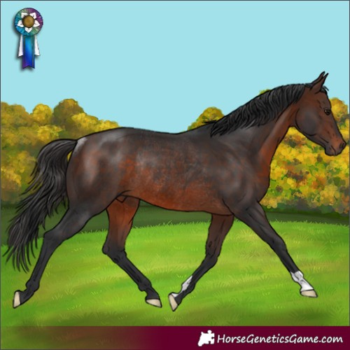 Horse Color:Brown Rabicano