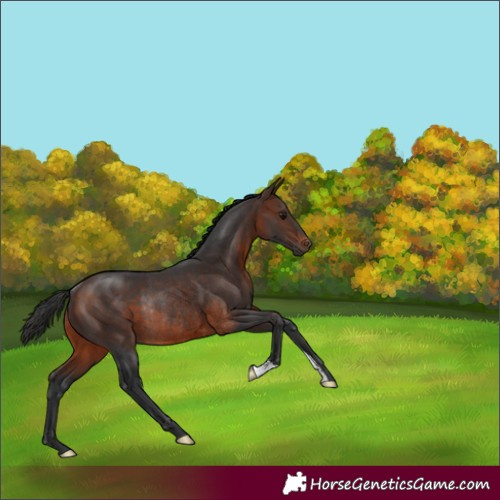 Horse Color:Brown Rabicano 