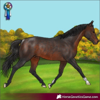Horse Color:Brown Rabicano 
