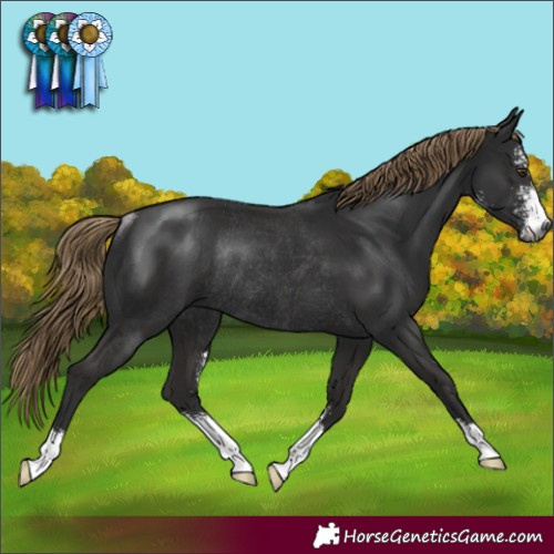 Horse Color:Gray Liver Chestnut Sabino Rabicano 