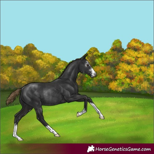 Horse Color:Gray Liver Chestnut Sabino Rabicano