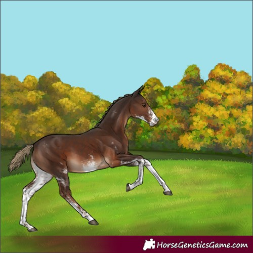 Horse Color:Liver Chestnut Sabino 