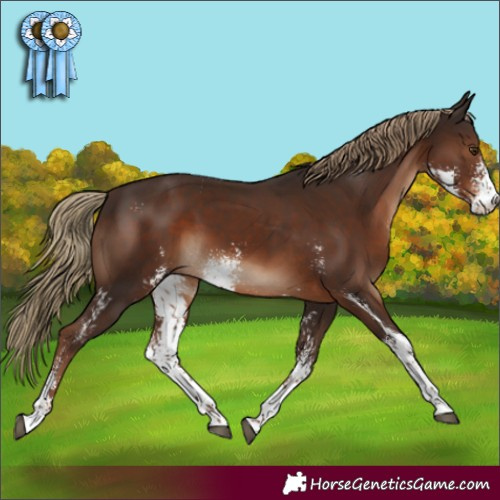 Horse Color:Liver Chestnut Sabino 