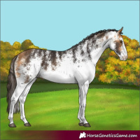Horse Color:White Spotted Buckskin 