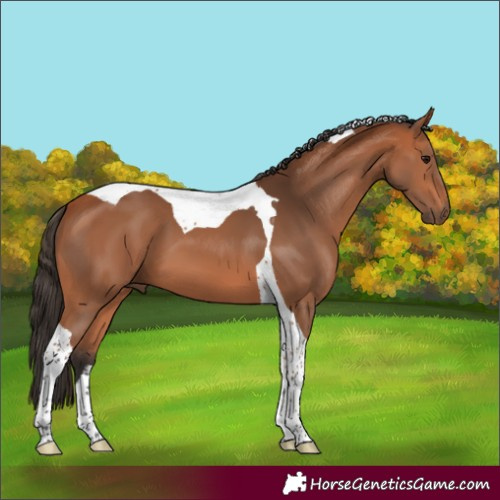 Horse Color:Bay Tobiano 