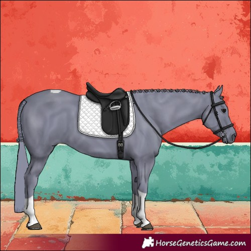 Horse Color:Watercolor Black Tobiano