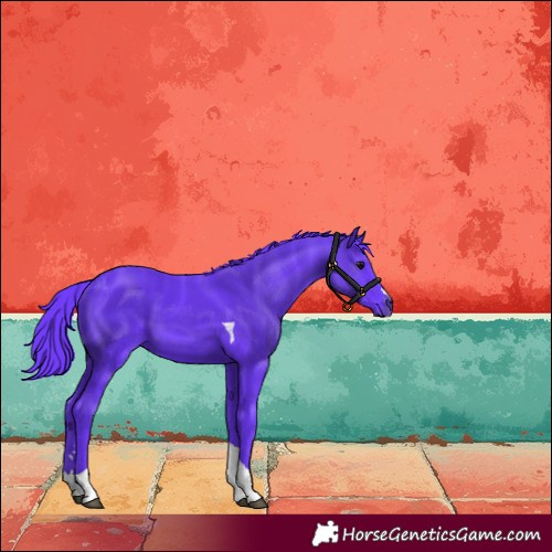 Horse Color:Watercolor Black Tobiano