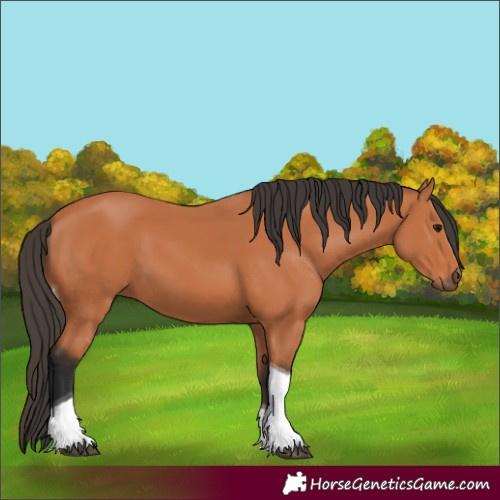 Horse Color:Bay Tobiano 
