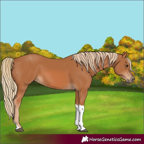 Horse Color:Chestnut Tobiano