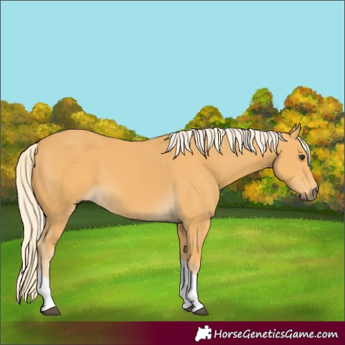 Horse Color:Palomino Tobiano