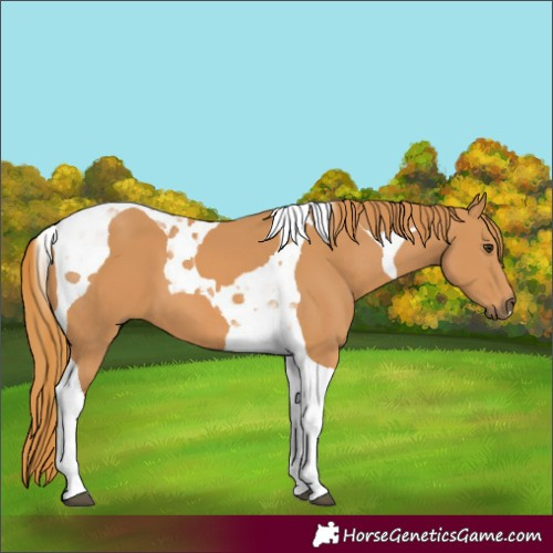 Horse Color:Chestnut Tobiano 