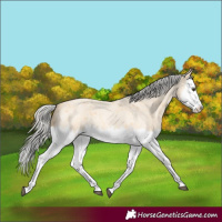 Horse Color:Silver Buckskin Roan Splash 