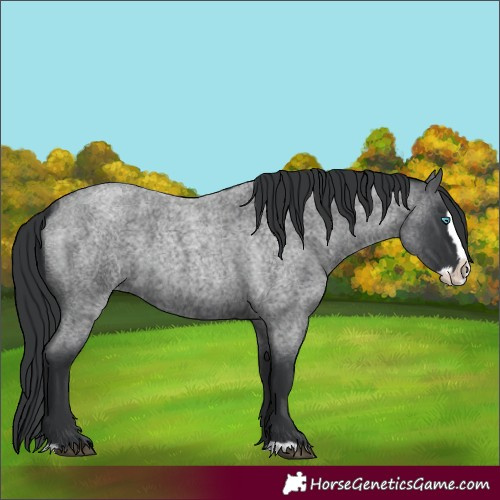 Horse Color:Blue Roan Splash 