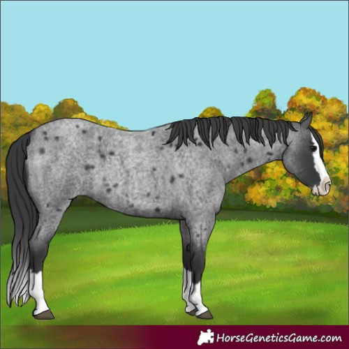 Horse Color:Blue Roan Splash